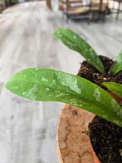 Hoya kaikoeana Splash sp. Dahlia