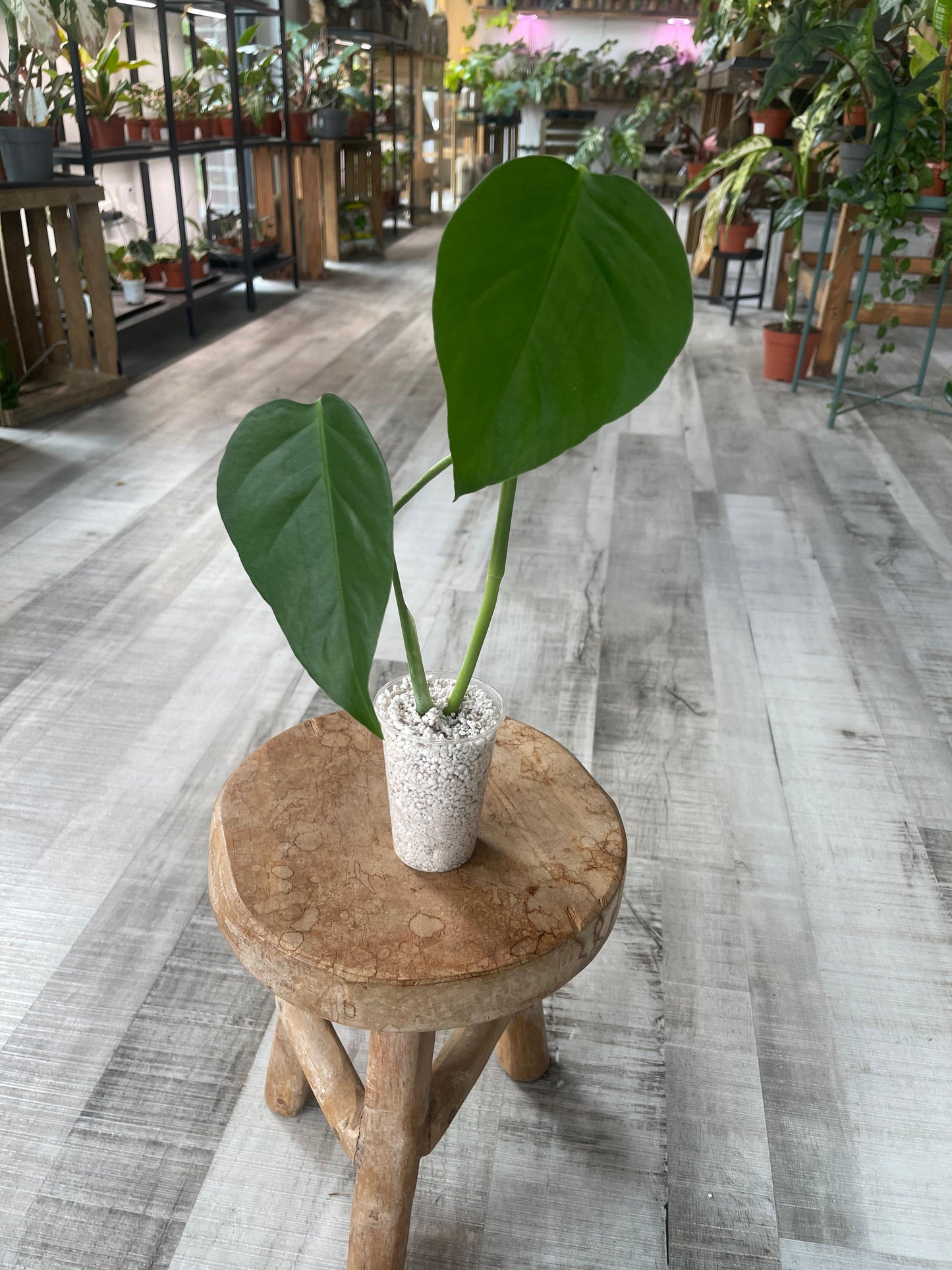 Monstera Sierrana Mexican Form
