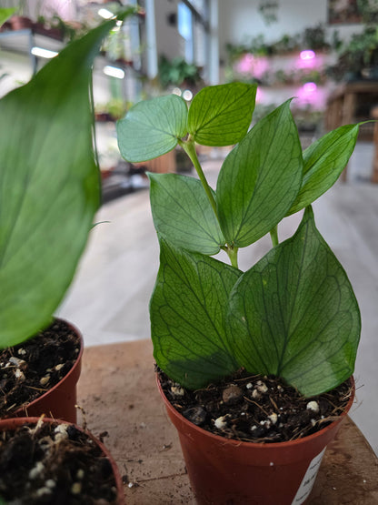 Hoya polyneura