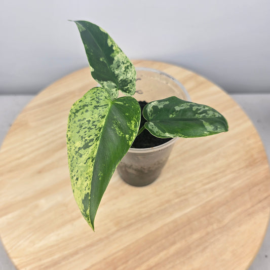 Philodendron Ilsemanii