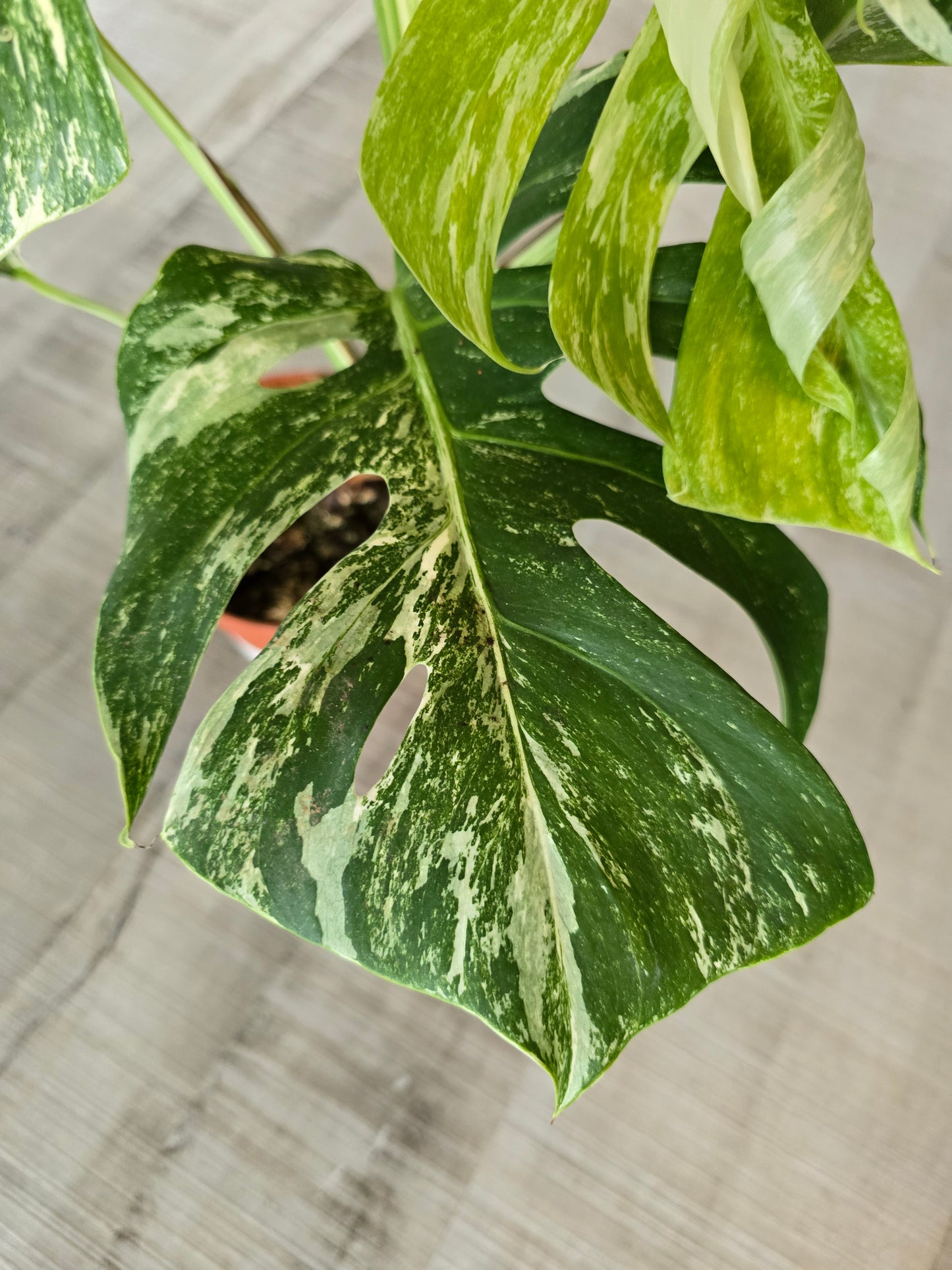 Monstera deliciosa variegata (3)