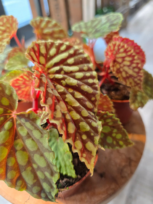Begonia Chlorosticta