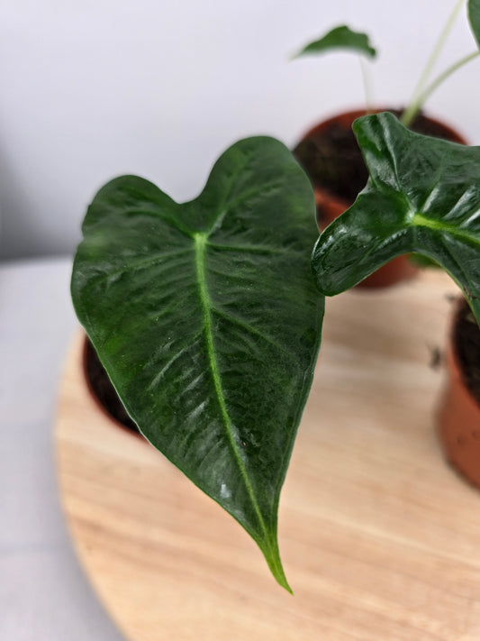 Alocasia Frydek Tattoo