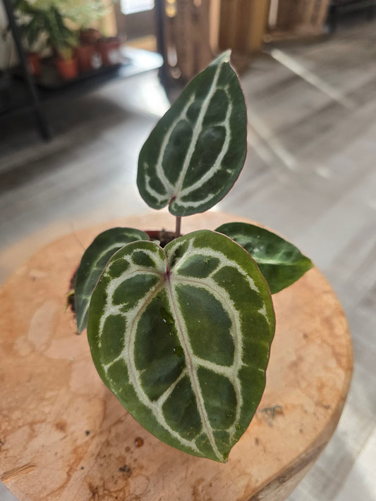 Anthurium Red Crystallinum (LS 27)