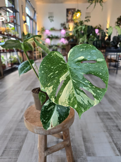 Monstera Thai Constellation (SC)