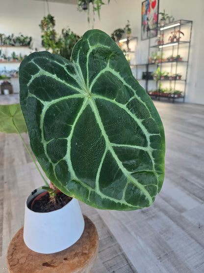 Anthurium forgetii x nigrolaminum gigi (1)