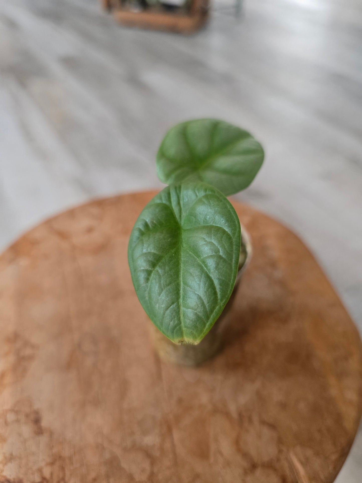 Alocasia Silver Dragon (JP)