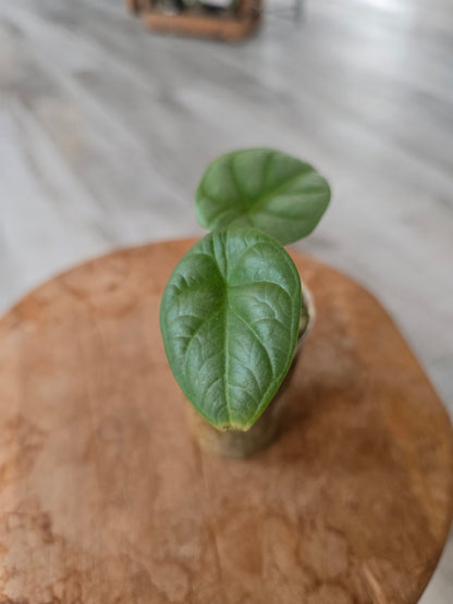 Alocasia Silver Dragon (JP)