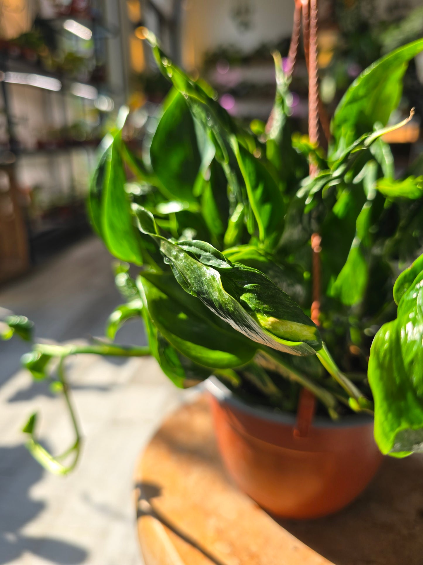 Epipremnum aureum Shangri La