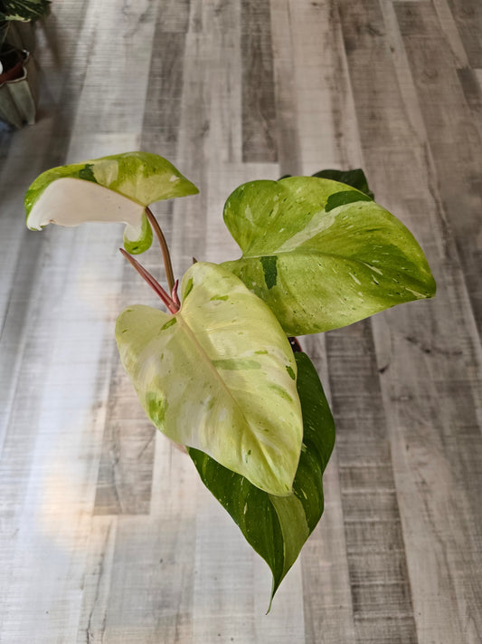 Philodendron Fresh Aurea