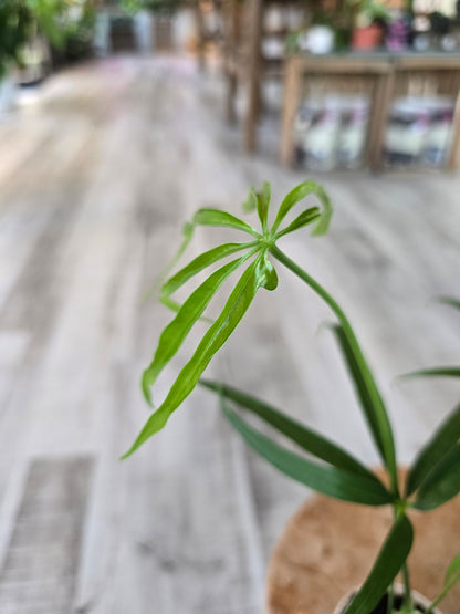 Amthurium Eminens