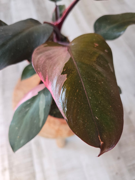 Philodendron Pink Princess