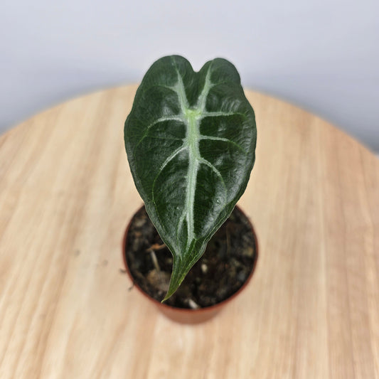 Alocasia Mandalay (JP)
