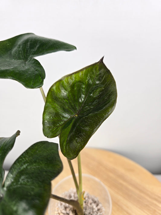 Alocasia Serendipity (JP)
