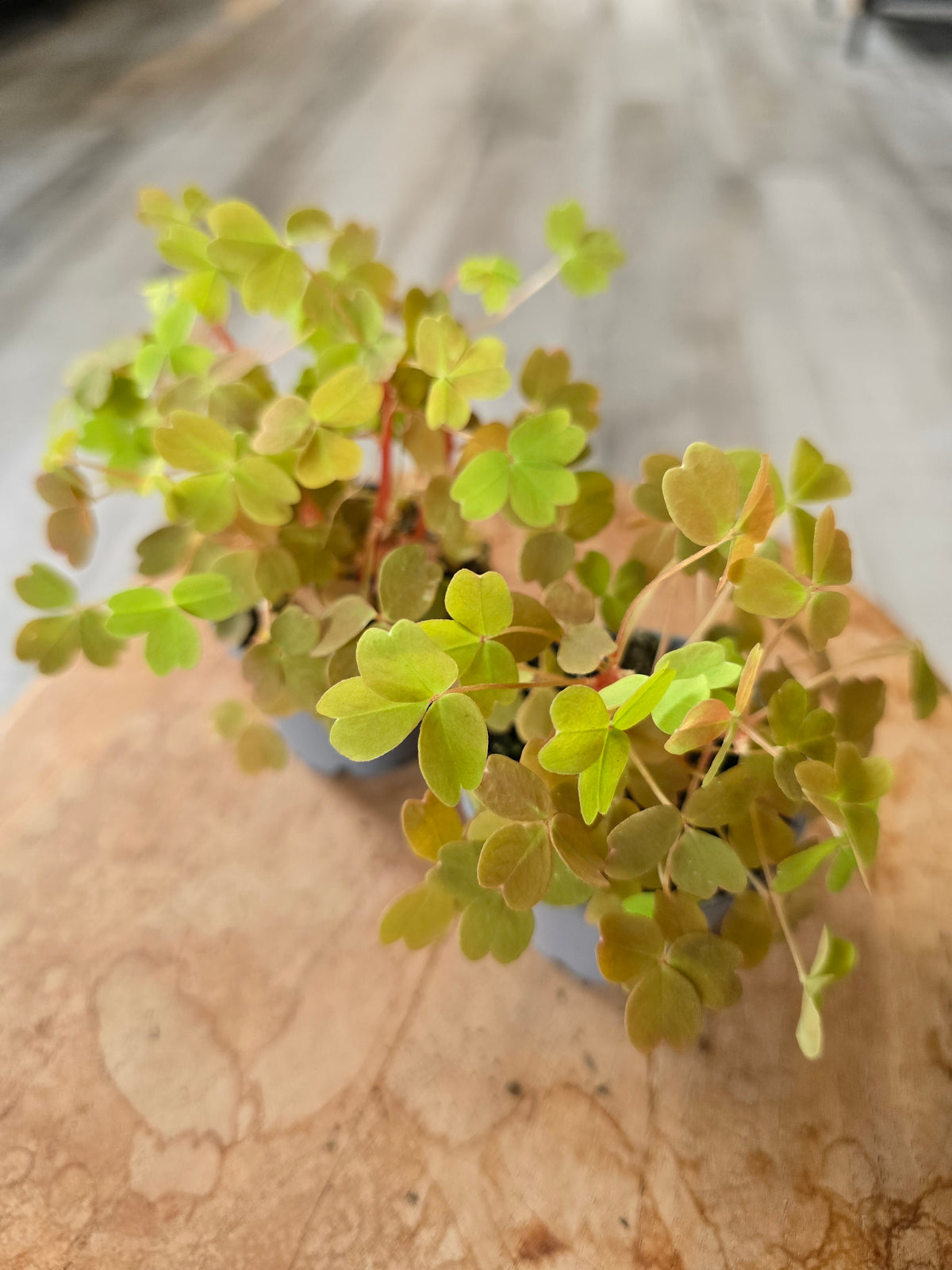 Oxalis vulcanicola 'Sunset Velvet‘