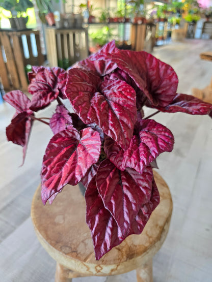 Begonia Inca Flame