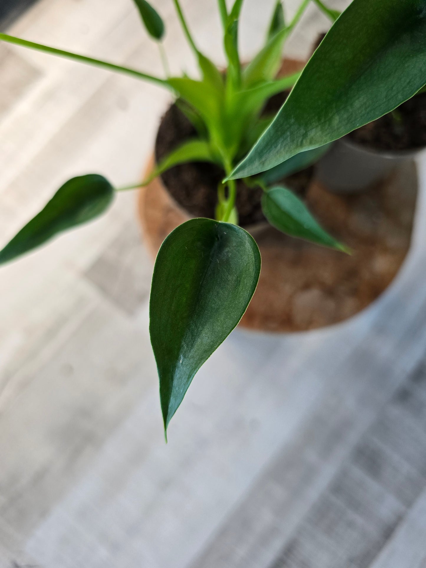 Alocasia Tiny Dancer
