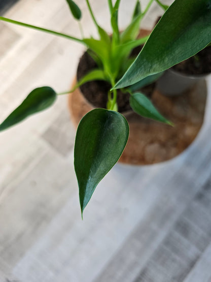 Alocasia Tiny Dancer