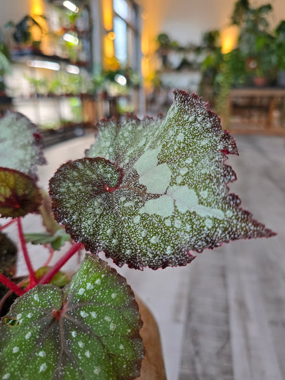 Begonia Speckled - NoID