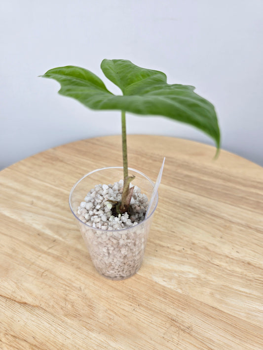 Alocasia Nycteris (JP)