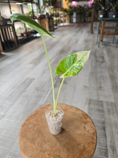 Alocasia Macrorrhiza albo variegata
