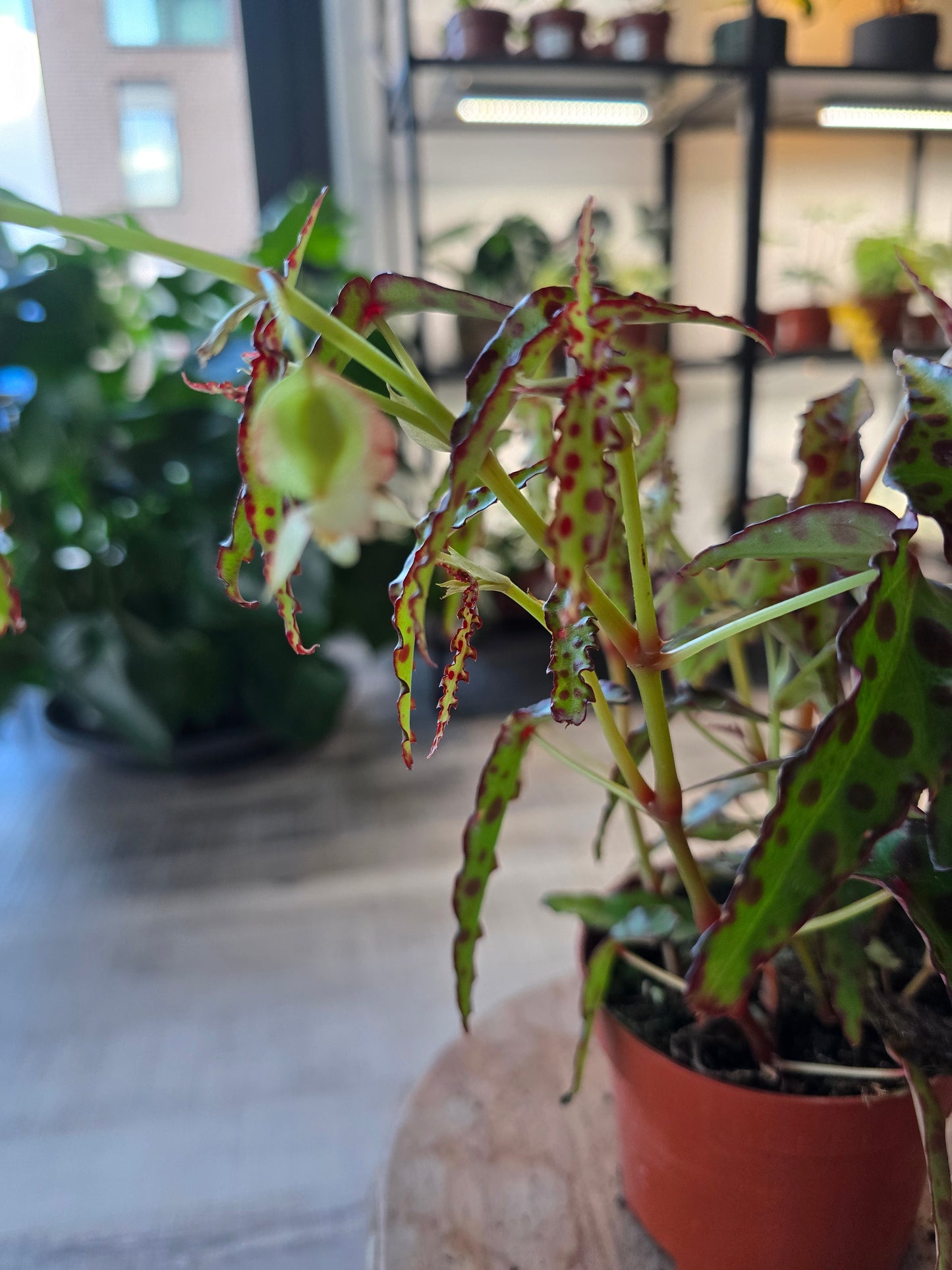 Begonia Amphioxus