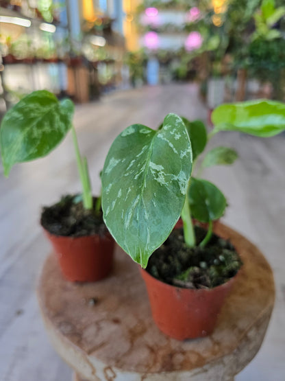 Monstera Bulbasaur