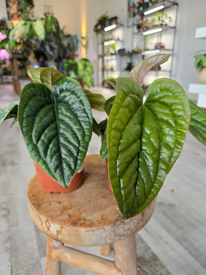 Anthurium Radicans x Luxurians