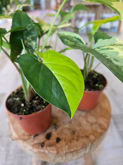 Syngonium Aurea