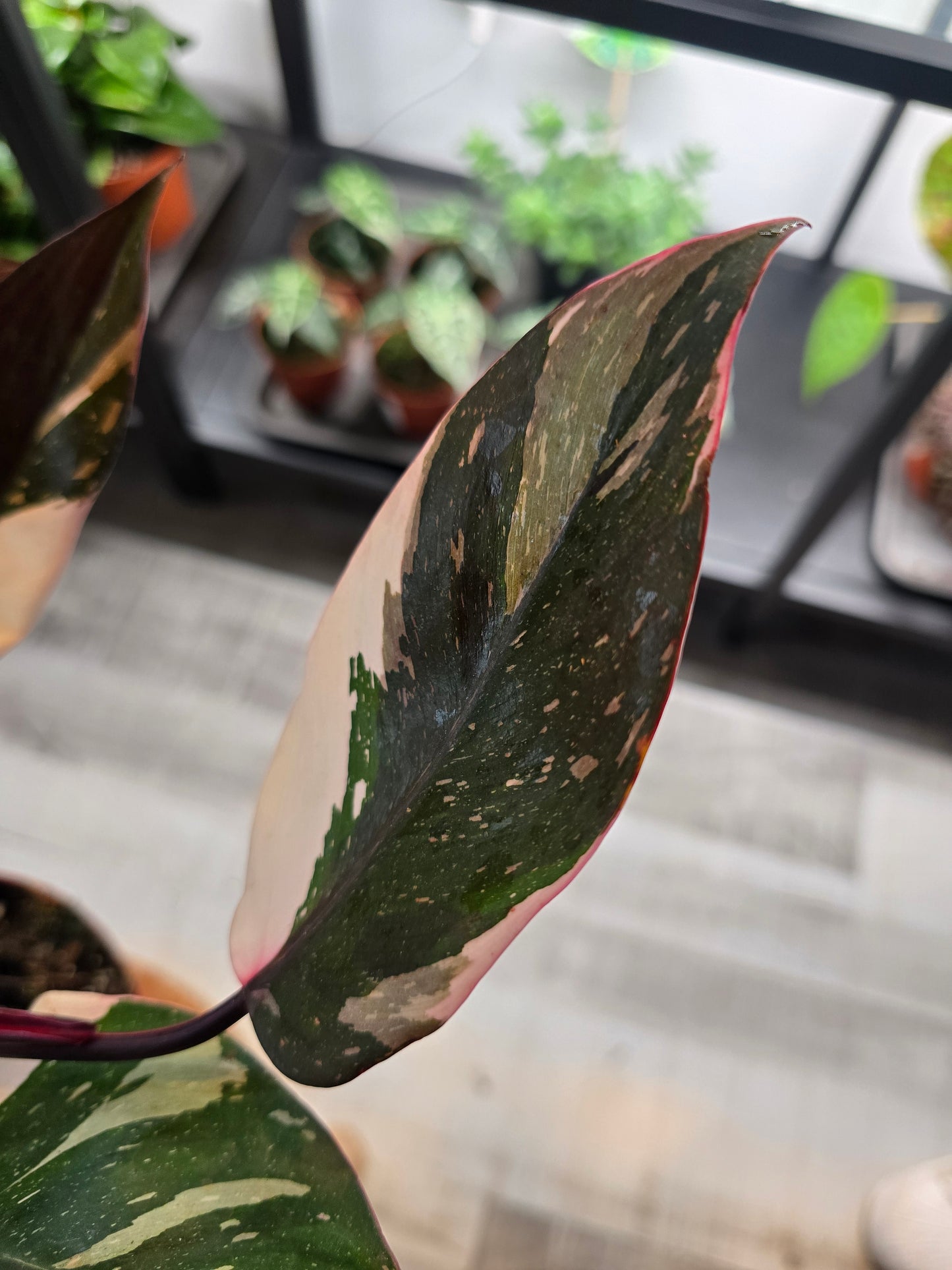 Philodendron Red Anderson Pink