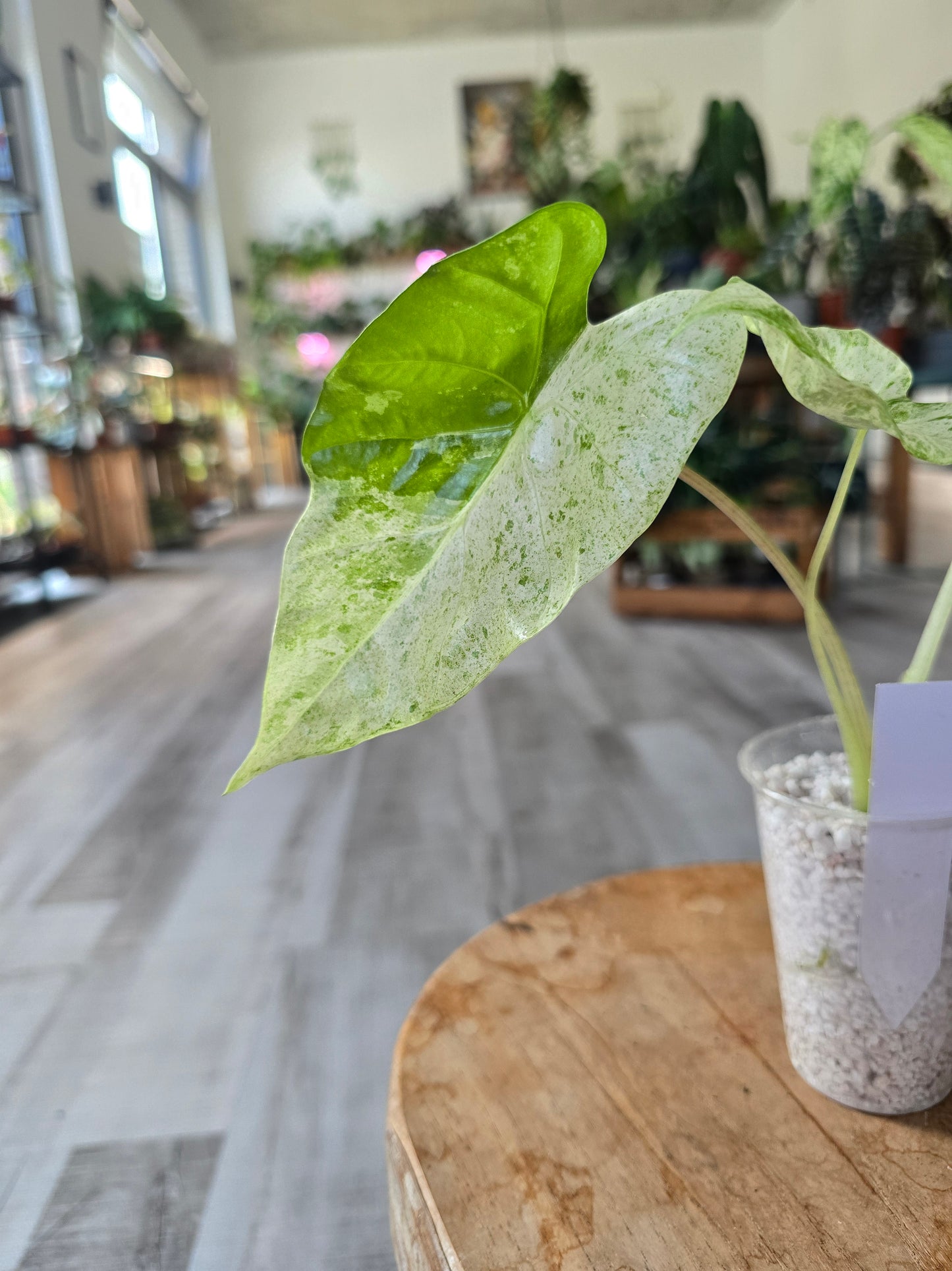 Alocasia Macrorrhiza Splash (JP2)