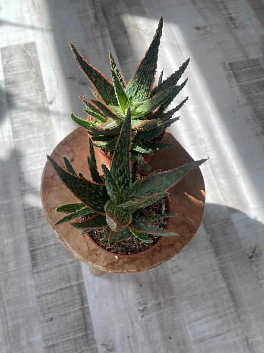 Aloe zebrina Danyz