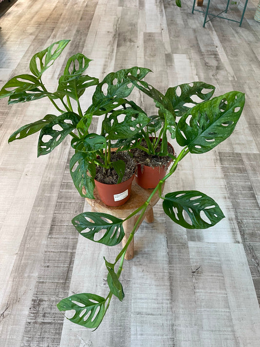 Monstera adansonii Mint