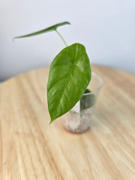 Alocasia Clypeolata Green Shield (JP)