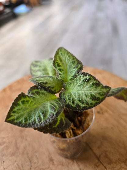 Episcia cupreata 'Silver Shield' (JP)