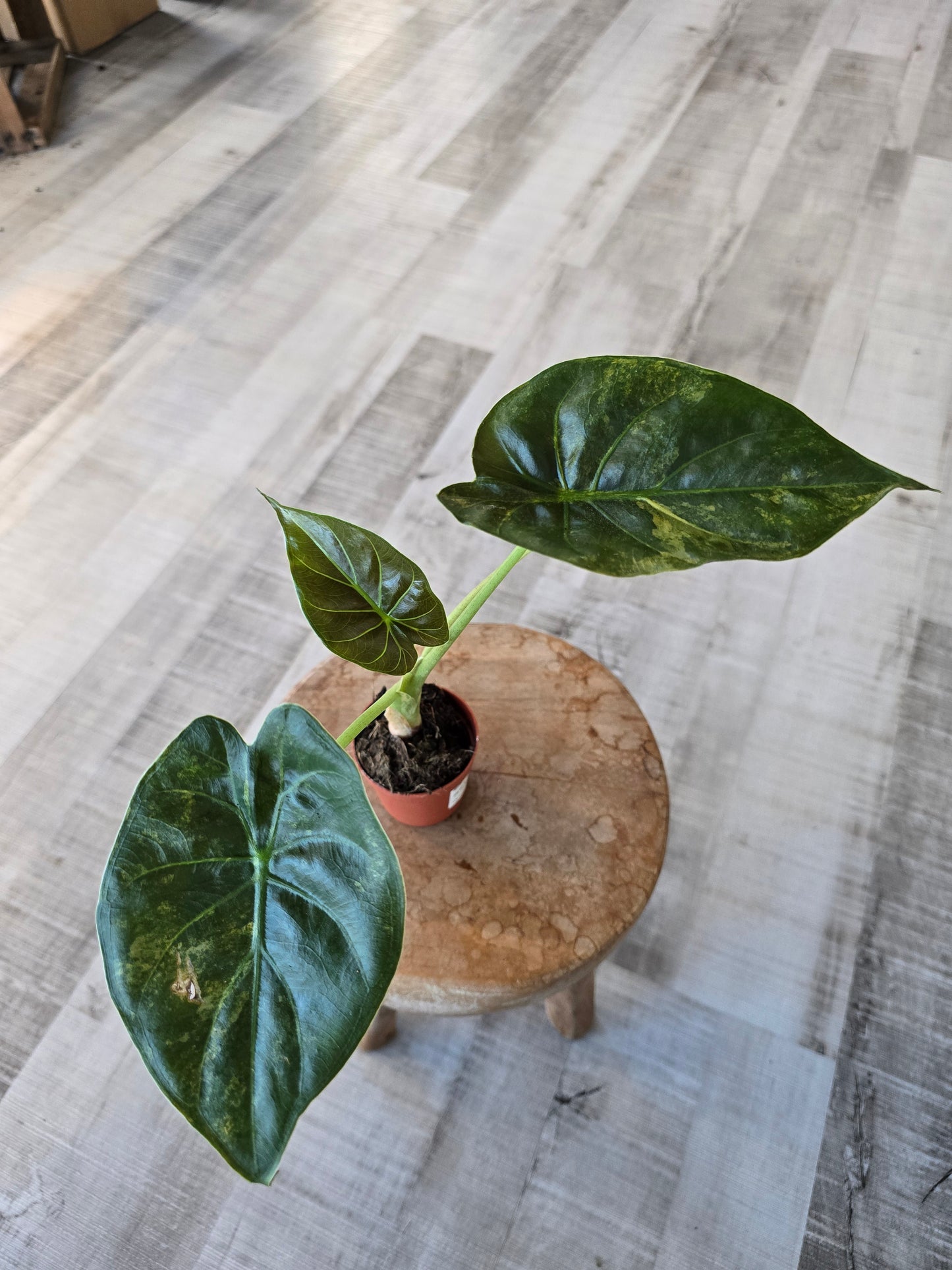 Alocasia wentii 'Aurea variegata'