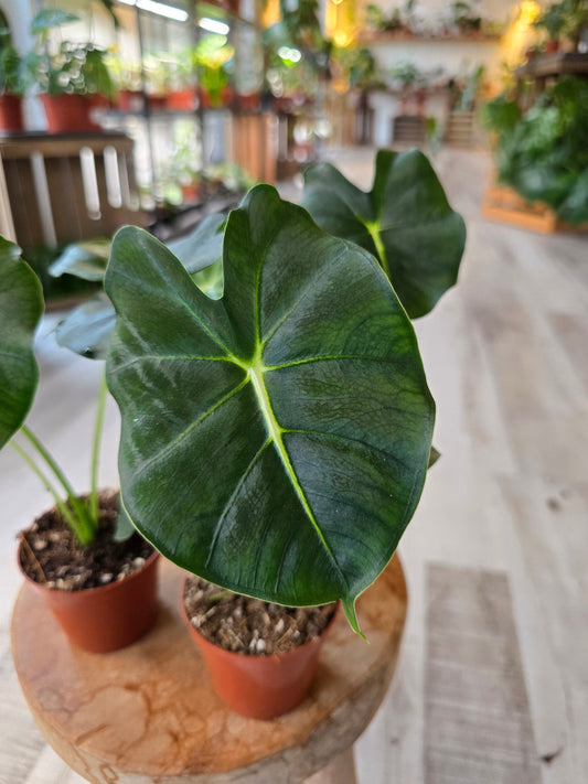 Alocasia Micholitziana Round Form