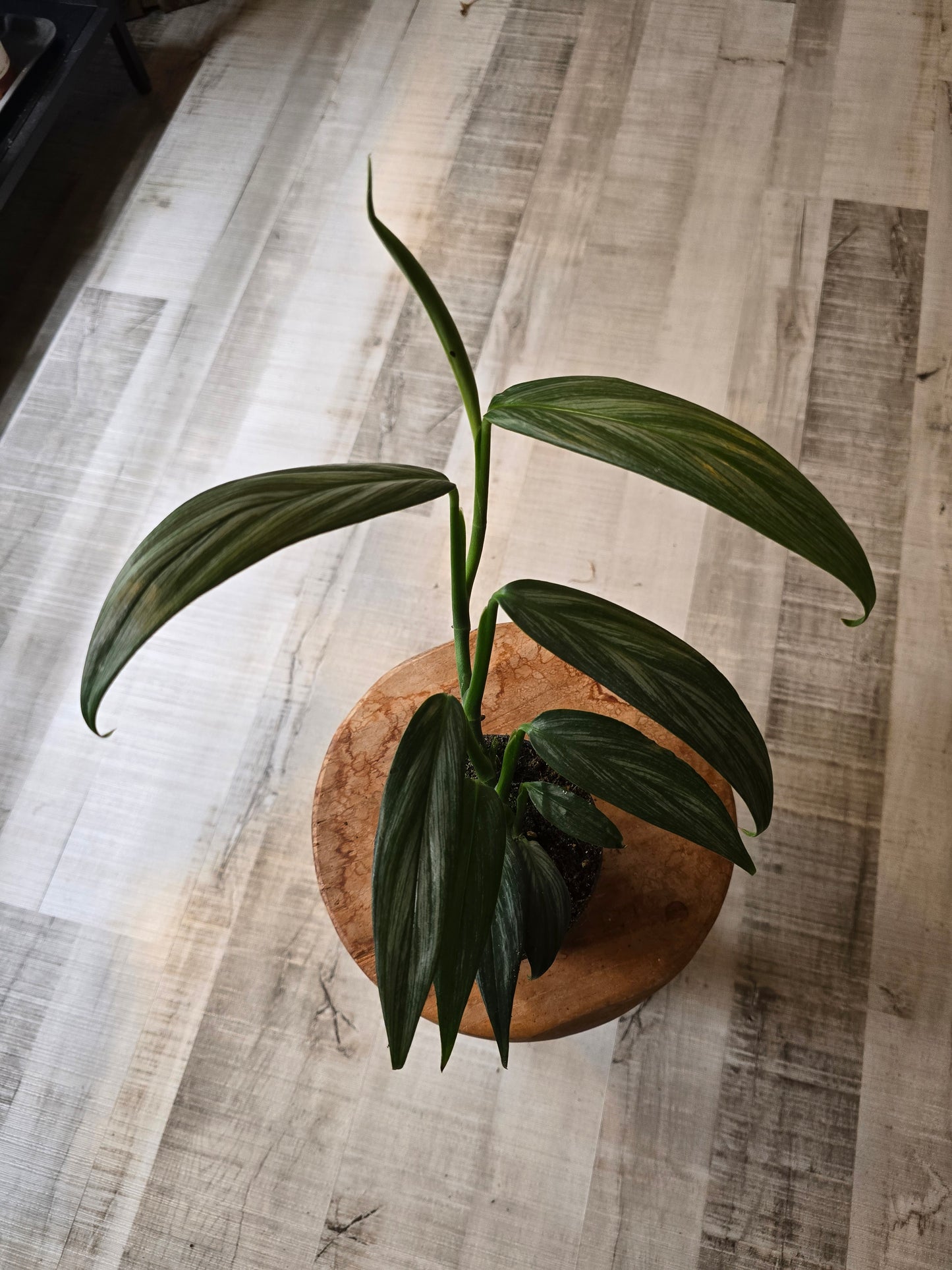 Epipremnum amplissimum 'Silver Stripe'