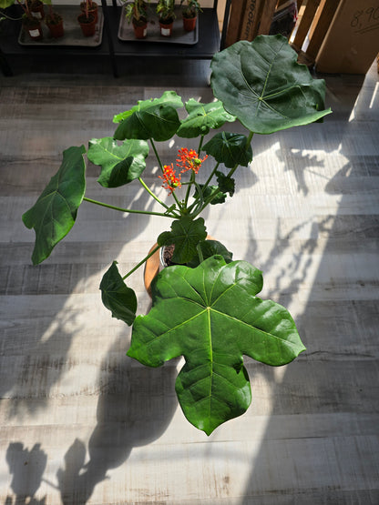 Jatropha Podagrica