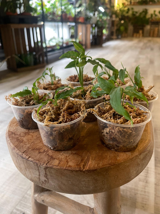 Monstera Obliqua Peru (JP)