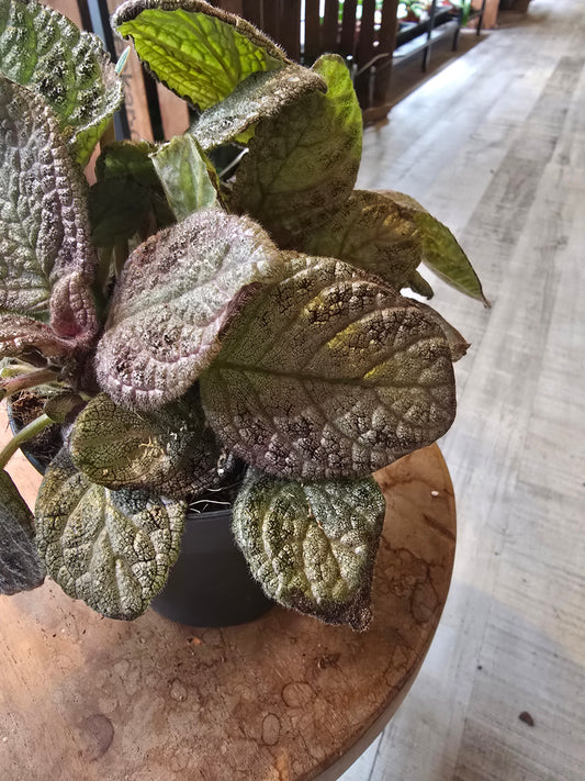 Episcia cupreata 'Tierra Plata'