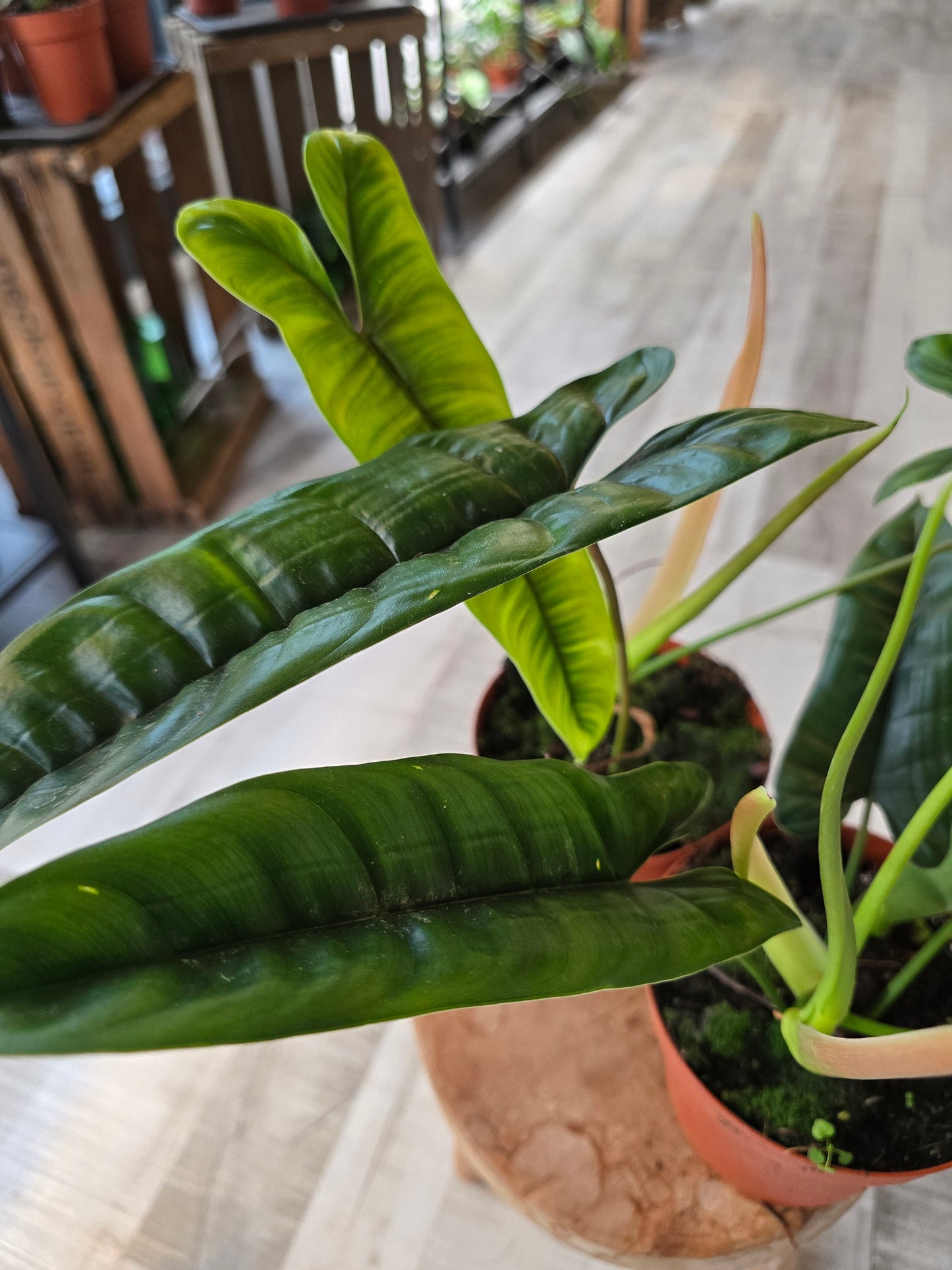 Philodendron Felix