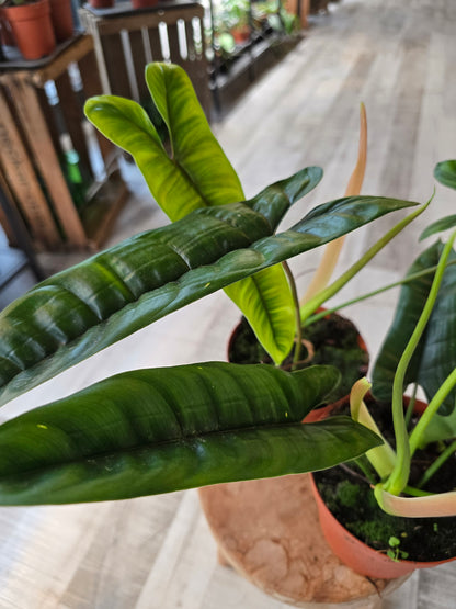 Philodendron Felix
