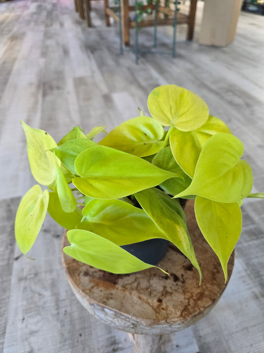 Philodendron scandens 'Lime'