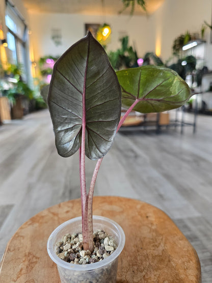 Alocasia Yucatan Princess (ex variegata)
