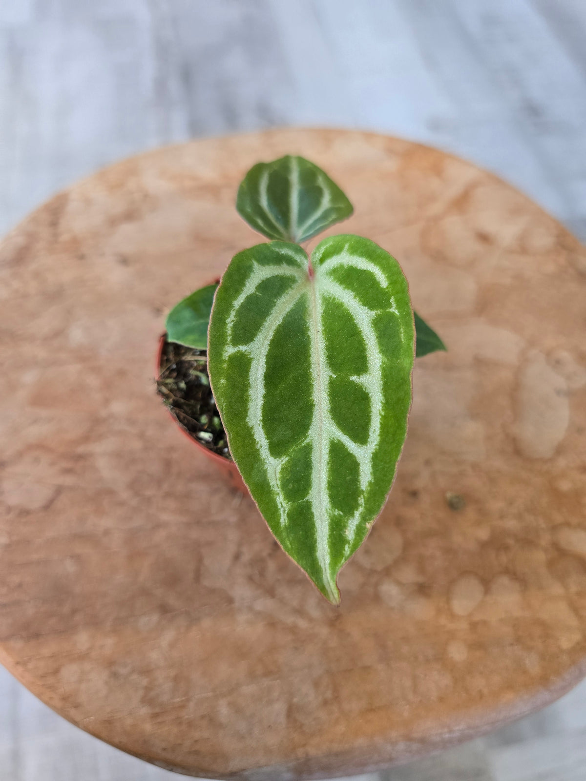 Anthurium Michelle x (Zara x Michelle)