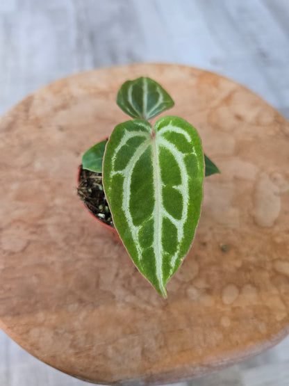 Anthurium Michelle x (Zara x Michelle)