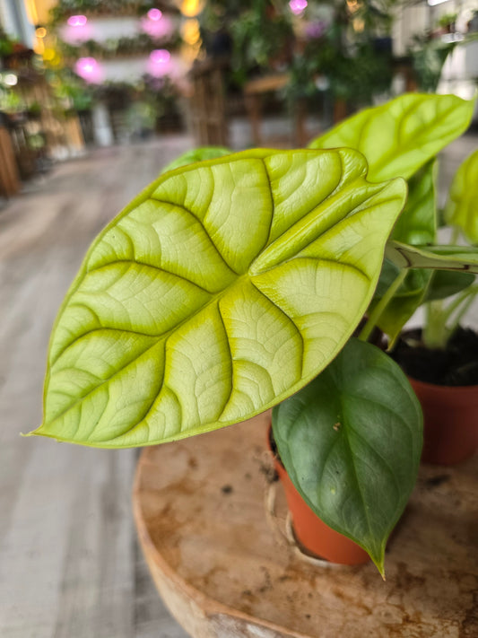 Alocasia 'Dragon gold'
