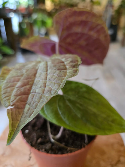 Dioscorea discolor