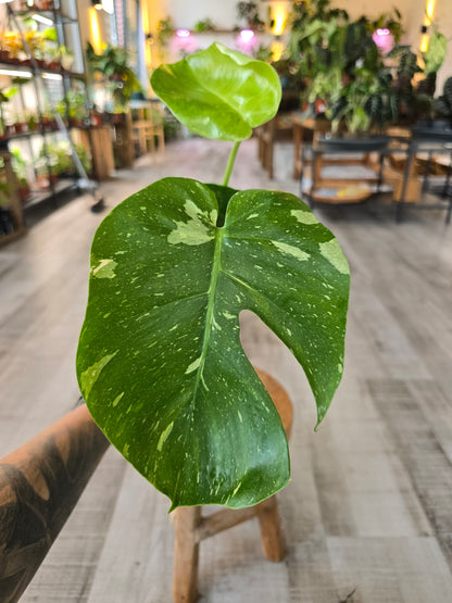 Monstera Thai Constellation (SC)